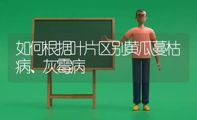 如何根据叶片区别黄瓜蔓枯病、灰霉病 | 蔬菜种植