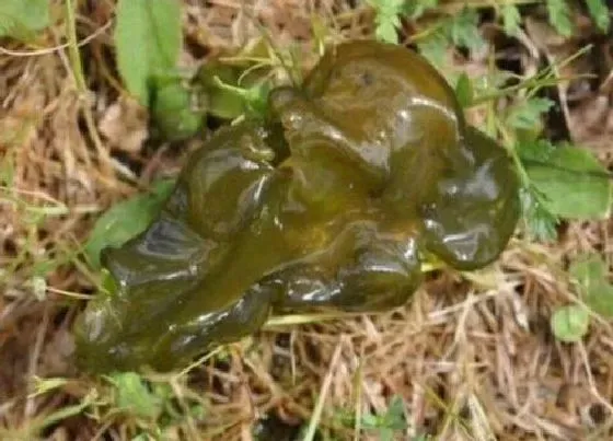 植物百科|地皮菜生长在什么地方