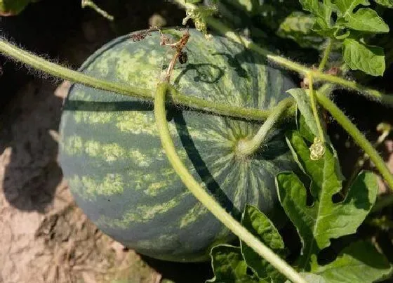 种植方法|西瓜种植时间和方法 栽培管理技术