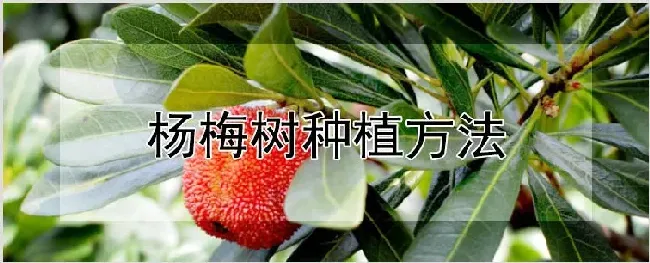 杨梅树种植方法 | 耕种资料