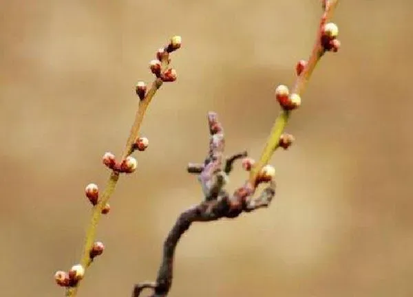 植物发芽|梅花什么时候发芽长叶