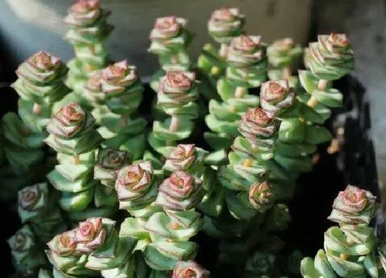 芽部|钱串子爆侧芽方法与处理