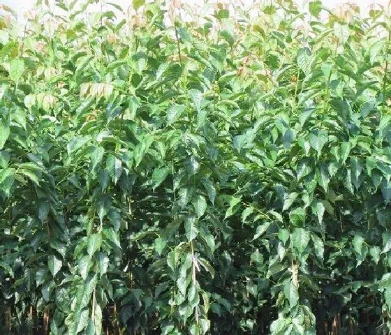 植物修剪|樱桃树什么时候剪枝合适 几月修剪为最佳时间