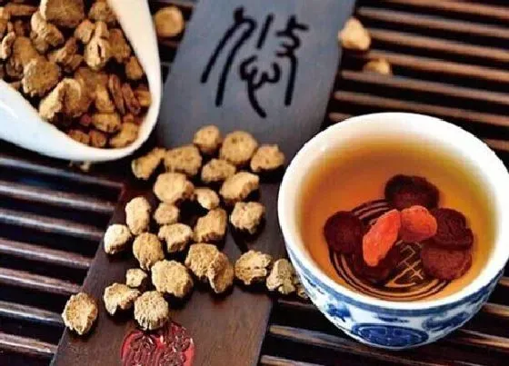 习性特点|牛蒡长什么样子（图片）野生植物牛蒡外形与样子特点