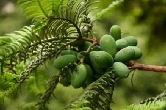 种植管理|香榧树几年结果实 种植多久才能开花挂果