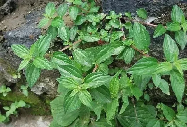 功效常识|雾水葛的功效与作用及食用方法