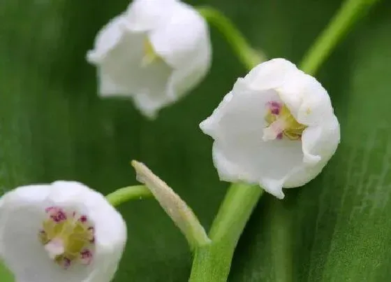 开花时间|铃兰花什么季节开花 花期多长时间