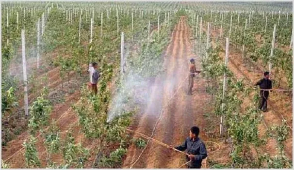 高温天气下，果树打药需要注意哪些要点？ | 农业技术