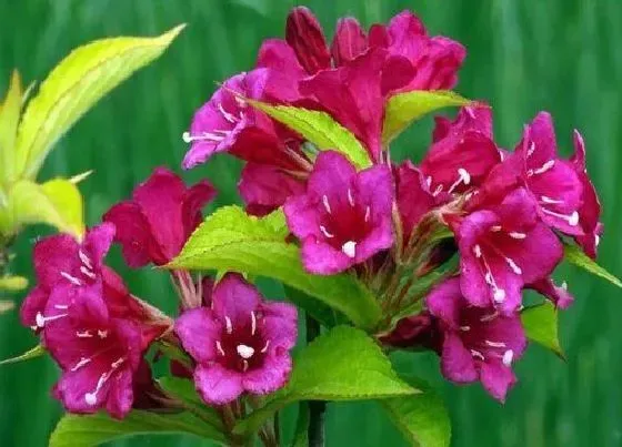 开花时间|锦带花一年开几次花