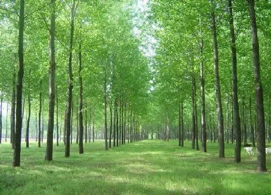 树之最|挺拔的树有哪些