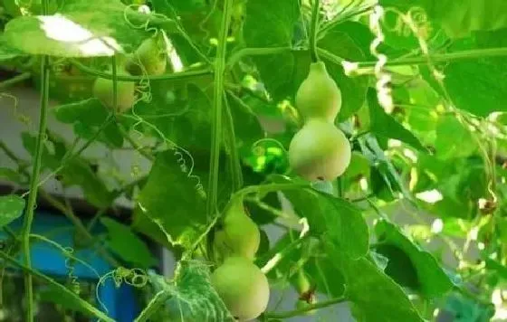 植物病害|葫芦病毒病症状与防治方法 用什么特效药好