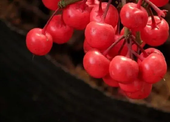 花语|红果的花语和寓意