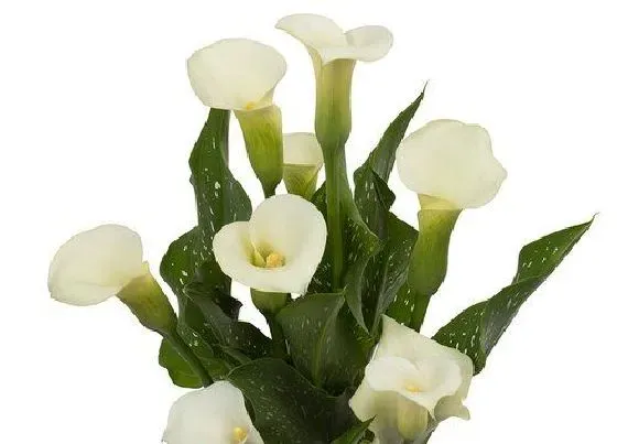 植物寓意|什么花象征着顺利吉祥成功（象征着吉祥如意的花是什么花）