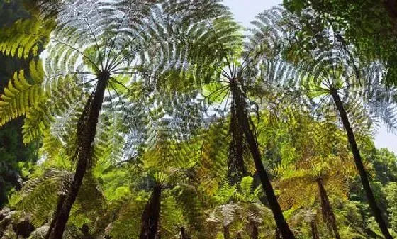 植物百科|桫椤是什么植物类别 属于什么科植物