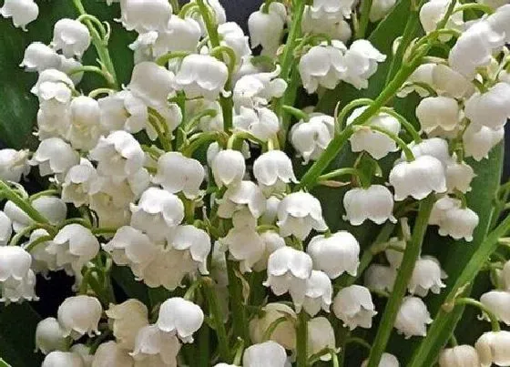 开花时间|铃兰花什么季节开花 花期多长时间