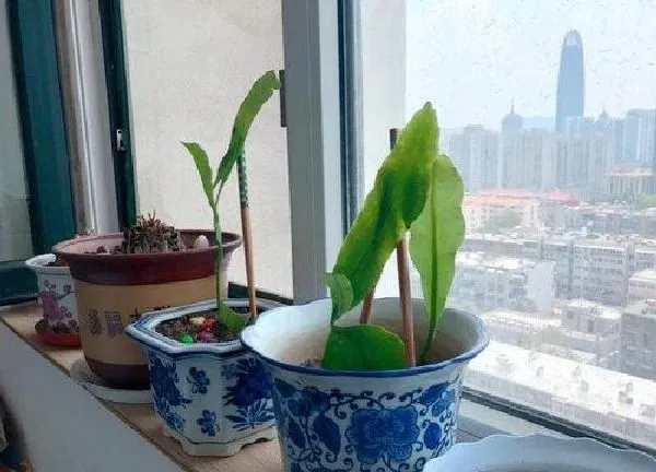 植物移栽|昙花什么时候换盆合适