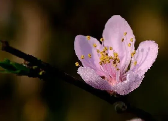 开花时间|冬桃结果什么时候开花