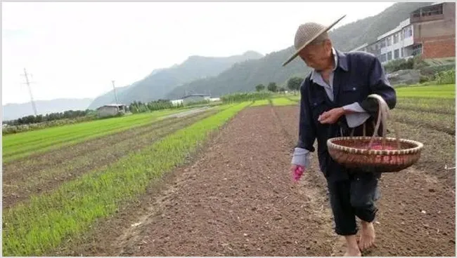 早熟毛豆栽培技术学习 | 耕种资料