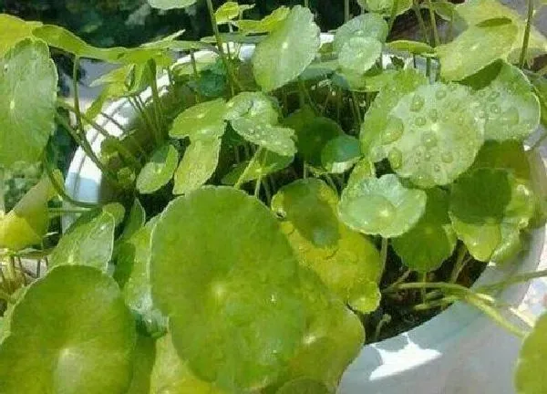 植物浇水|铜钱草需要每天浇水吗