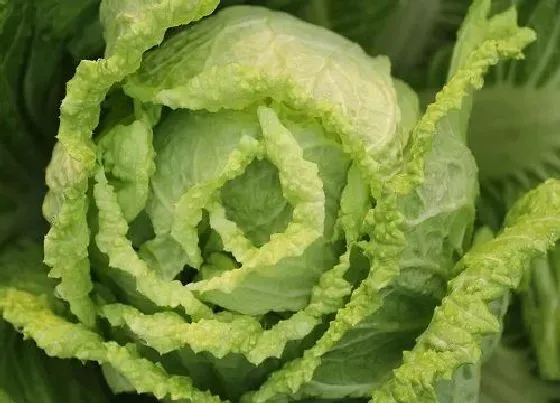 夏天植物|白菜怕热吗