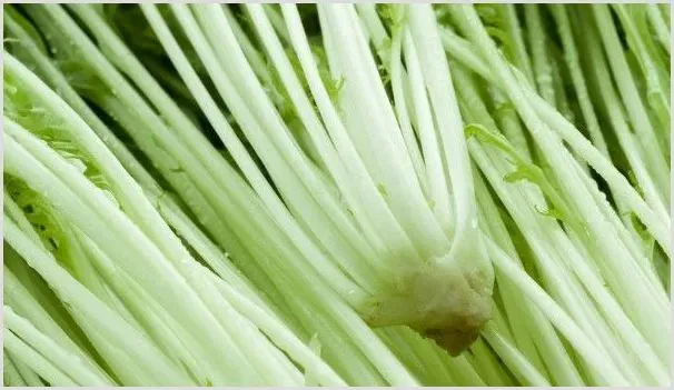 野腊菜的学名叫什么 | 农业科普