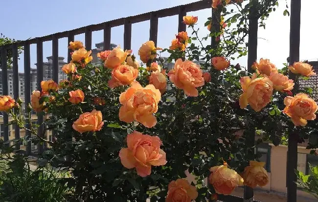 植物百科|夏洛特夫人月季优缺点（藤本夏洛特夫人花期长香味好闻）