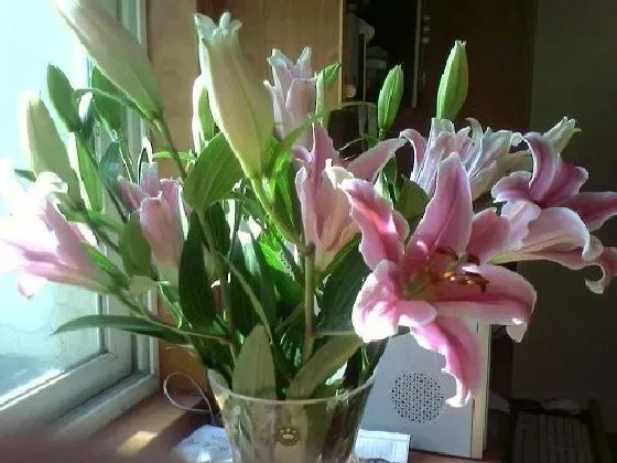 花卉风水|百合花风水寓意与作用 家里摆放百合花风水禁忌