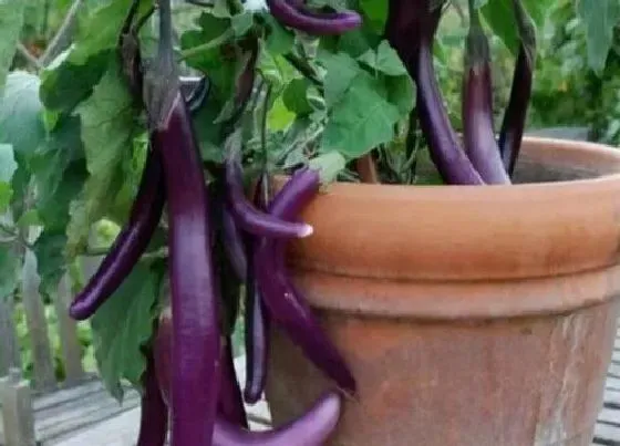 种植管理|茄子的种植时间和收获时间