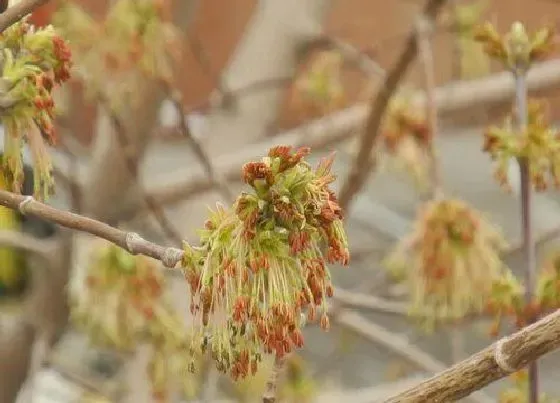 植物百科|桦树有种子吗