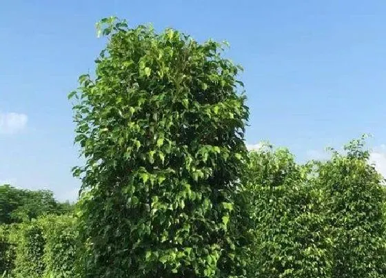 植物百科|垂叶榕开花吗 开花样子（图片）