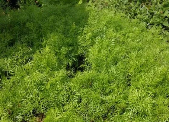 种植方法|茴香苗种植时间和方法