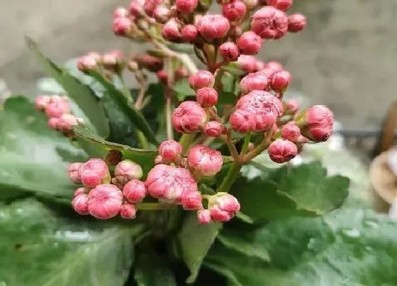 花期|长寿花花期管理方法与要点