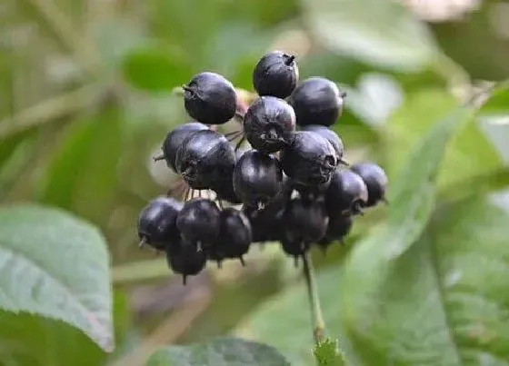 植物种类|刺五加是保护植物吗