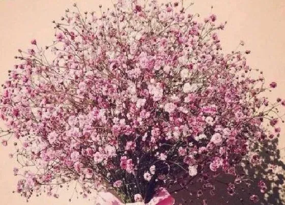 植物寓意|满天星代表什么象征意义