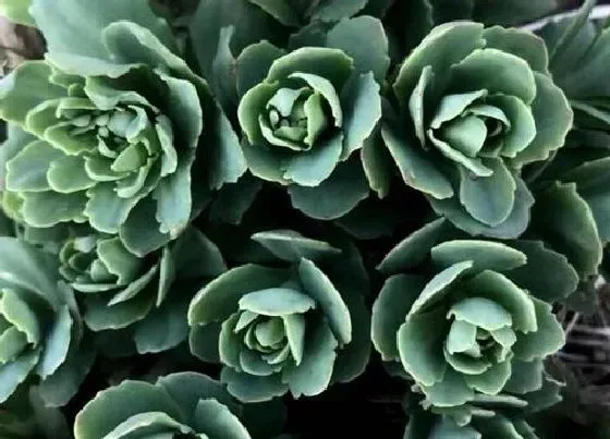 植物百科|景天是什么植物