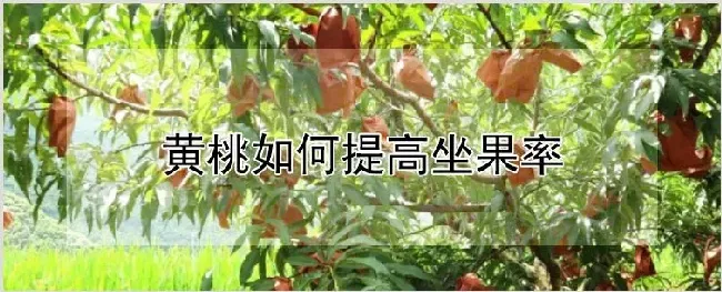 黄桃如何提高坐果率 | 耕种资料