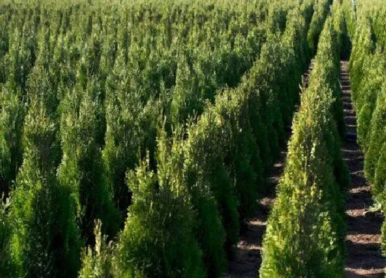 植物百科|青岛的市树是什么树