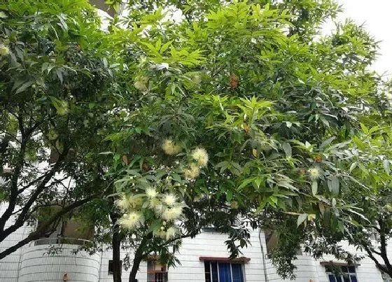 种植管理|行道树种植间距是多少