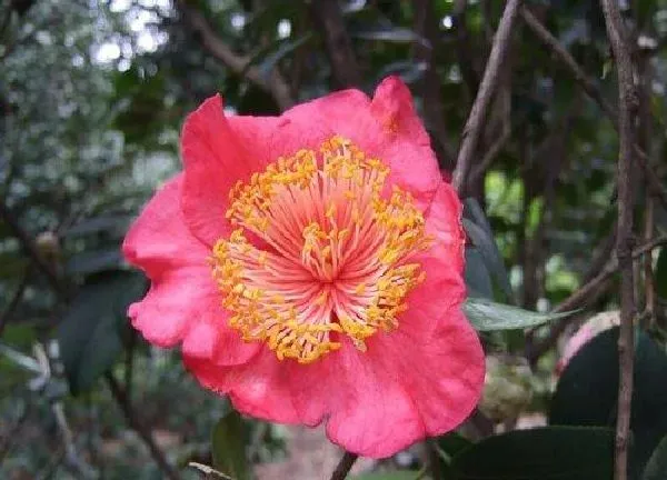 养殖科普|山茶花喜水吗 属于喜水植物吗