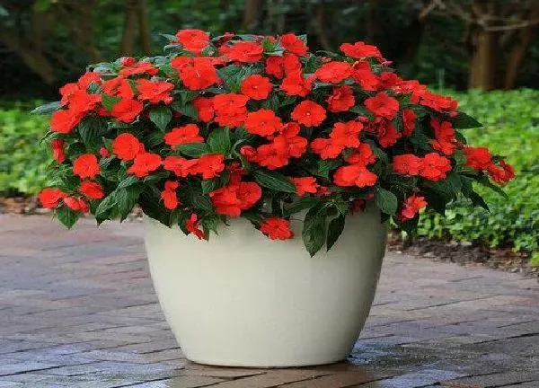 植物生根|凤仙花怎么修根