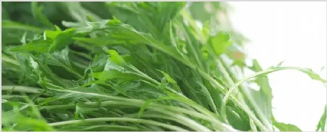野腊菜的学名叫什么 | 农业科普