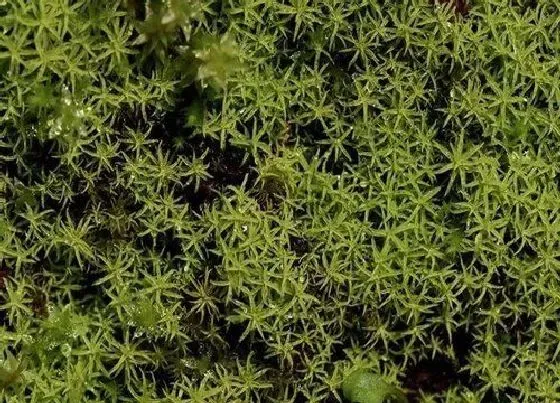 植物百科|苔花是什么植物