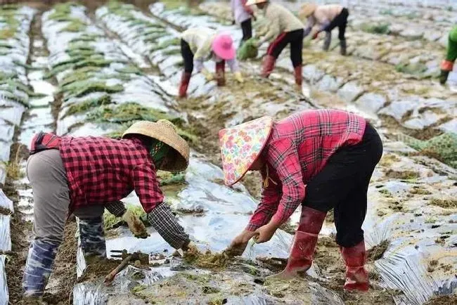 种植管理|韭菜籽怎么种植出苗好的方法，韭菜种子种植方法步骤）