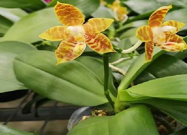 植物浇水|蝴蝶兰几天浇一次水 春夏秋冬各不同