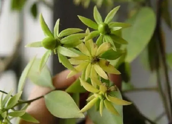 植物百科|叶仙开花吗 开花什么样子