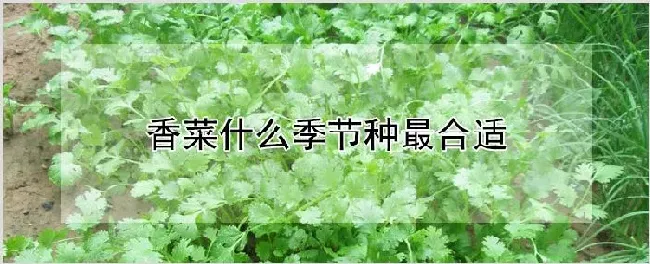 香菜什么季节种最合适 | 种植资料