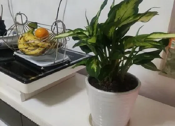 植物排行|可以净化空气的植物有哪些