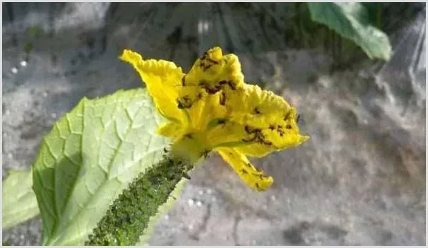 蓟马红蜘蛛钻心虫的防治方法 | 种植技术