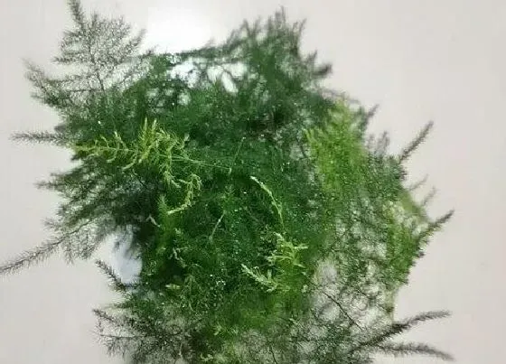 植物百科|文竹能不能晒太阳