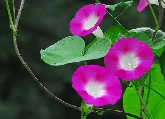 植物播种|牵牛花什么时候播种